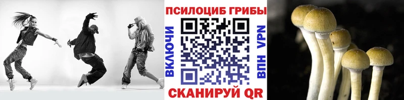 blacksprut ссылка  цены   Чухлома  Псилоцибиновые грибы мицелий 